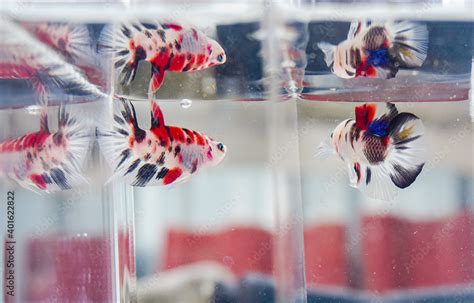 Betta fish in the aquarium Stock Photo | Adobe Stock