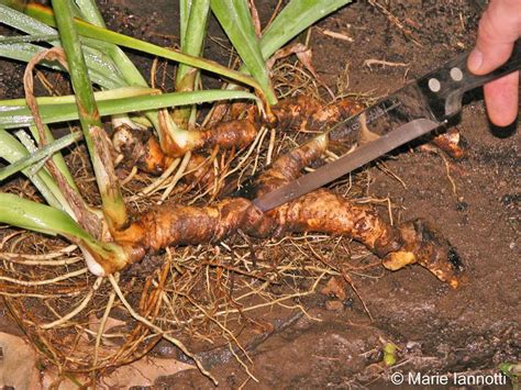 Difference Between Rhizomes, and Tubers?