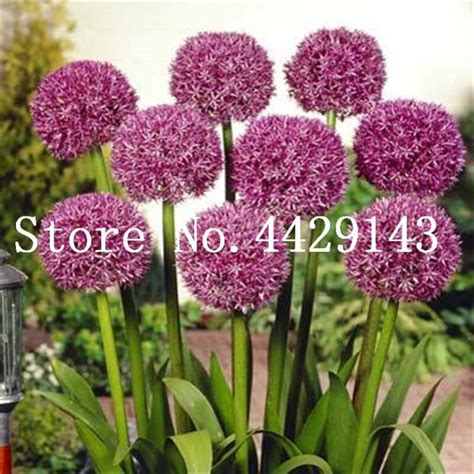 100 Giant Allium Seeds Bulk Pack OutletTrends.com Free Shipping Up to 70% OFF