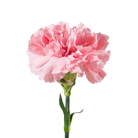 Pink Carnations - Fresh Cut - 100 Stems - Walmart.com