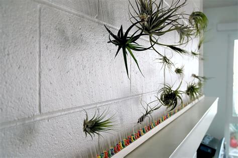 15 Best Air Plant Wall Art