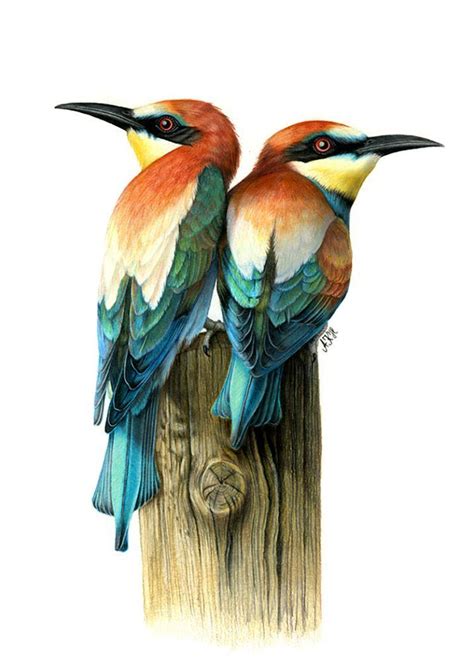 Gorgeous illustrations of birds by Dutch artist Ankat Hermanns. There is a story in every ...