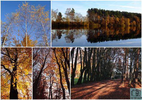 How to photograph trees in Autumn