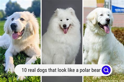 Dog That Looks Like A Polar Bear