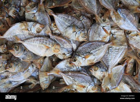 Sri Lanka; Colombo, Pettah, market, dried fish Stock Photo - Alamy