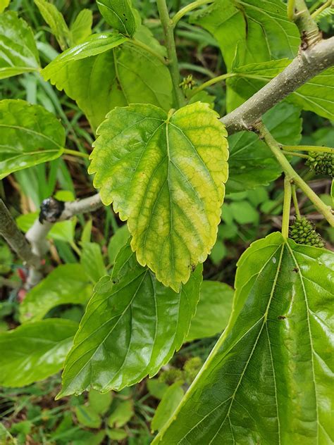 Mulberry leaf disease? Chlorosis? - General Fruit Growing - Growing Fruit