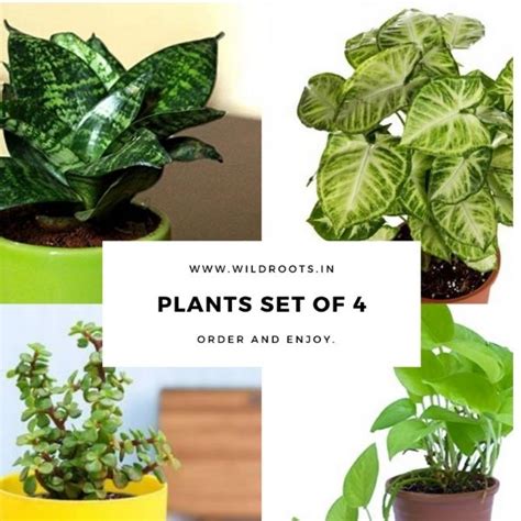 Air Purifier Plants- Set of 4 Indoor Plants – Wild Roots