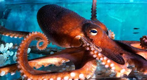 Octopus Eating A Crab - Video | eBaum's World