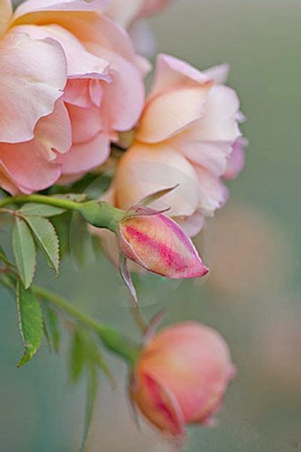 Pale Pink Roses - Flowers Gardens