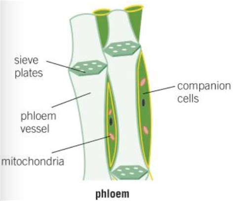 Phloem Cell