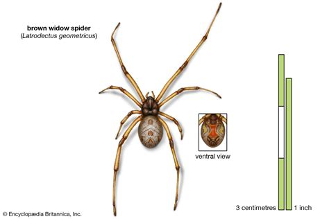 Black widow | Appearance, Species, & Bite | Britannica