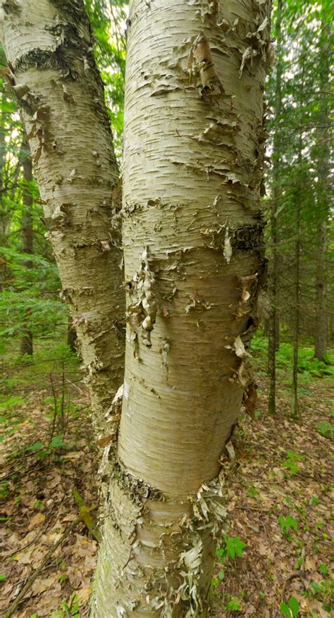 Betula papyrifera (Canoe Birch, Kenai Birch, Mountain Paper Birch ...