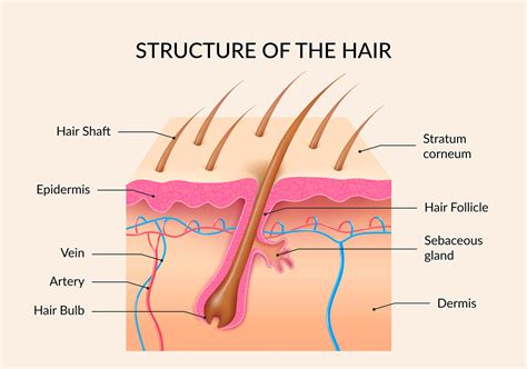 Hair follicle hair root diagram 191387 - Potoapixnanbio