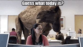 Hump Day Camel GIFs - Find & Share on GIPHY