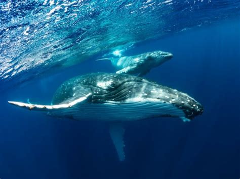 Humpback whale: habitat, characteristics and behavior