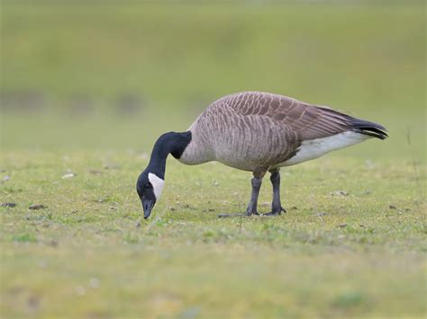 Canada Goose Migration: A Complete Guide | Birdfact