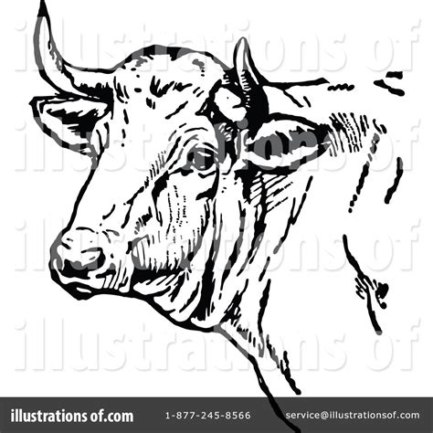 Vintage Cow Drawing at GetDrawings | Free download