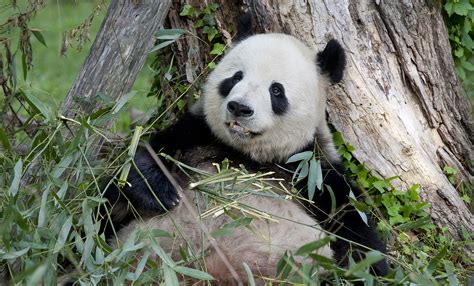 Giant Panda Habitat Loss | Bruin Blog