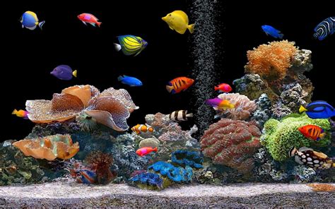 Aquarium – Bulles d’eau – Chirurgien bleu – Couleur vive – Poisson clown – Poissons | Aquarium ...