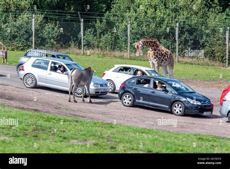 West midlands safari park hi-res stock photography and images - Alamy