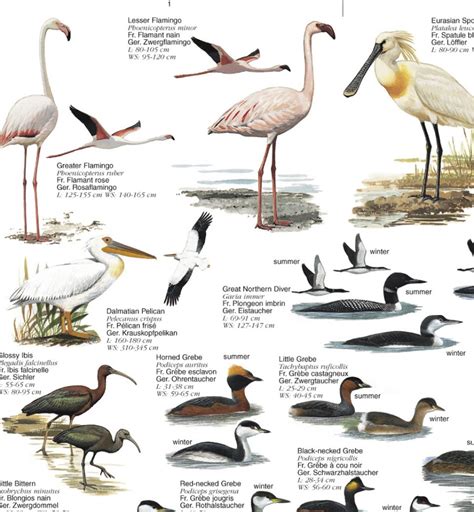 Water Birds: Birds of Europe's Wetlands - Poster: NHBS