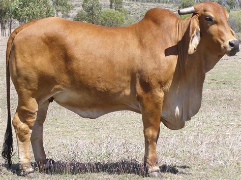 Brahman Cow | Modern Farming Methods