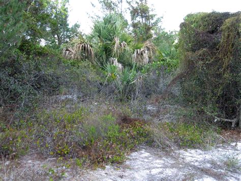 Gardening South Florida Style: Native Florida Sand Pine Scrub Land