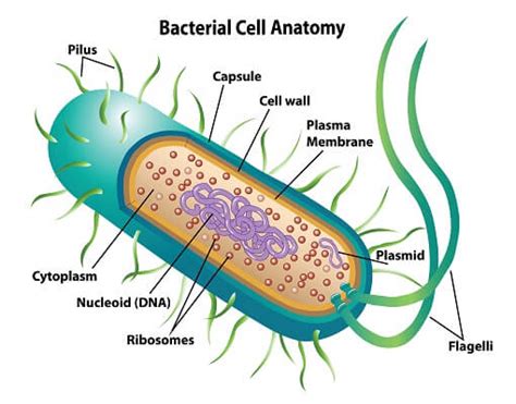 Prokaryotic Cell - Definition, Examples & Structure | Biology Dictionary