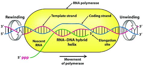 Rna Polymerase Binding Site For