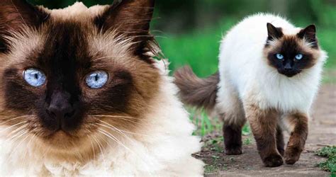 Himalyan Cat Breed - All You Need to Know About Himalayan Cats