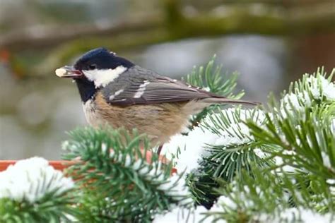 How To Help Birds In Winter - Willow Ridge | Knoxville | Oak Ridge