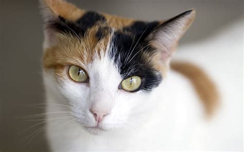 The Most Popular Calico Cat Names Out There