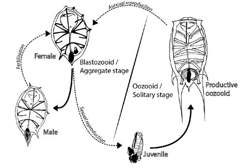 1. General salp life cycle (example for Thalia democratica): each... | Download Scientific Diagram