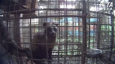 New Footage Shows Animals Driven Mad for ‘Civet Cat Poop’ Coffee