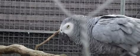 Swearing Parrots in U.K. to Enter Therapy - Funny Article | eBaum's World