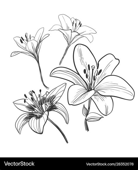 Sketch design elements plant lily flower Vector Image