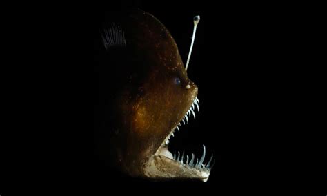 Gallery: Meet 6 bewitching, rarely seen creatures from the ocean’s twilight zone