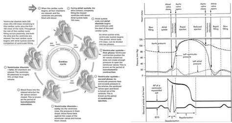 Wiggers Diagram Cardiac Cycle