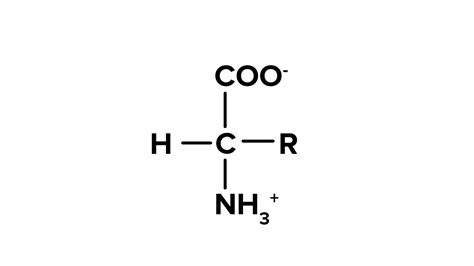 Amino acid polymers are referred to as