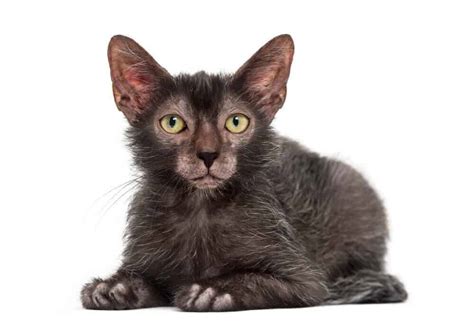 Lykoi Cat: Is It A Best Match For You?