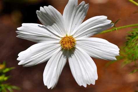 12 bright white flowers for the garden, bulbs and perennials