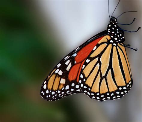 Monarch Butterfly | Naquillity