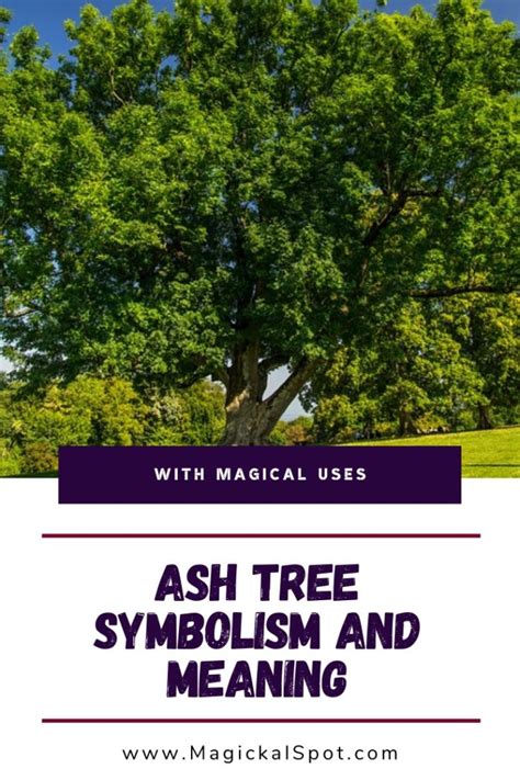 Ash Tree Symbolism and Meaning Explained [With Magical Uses]