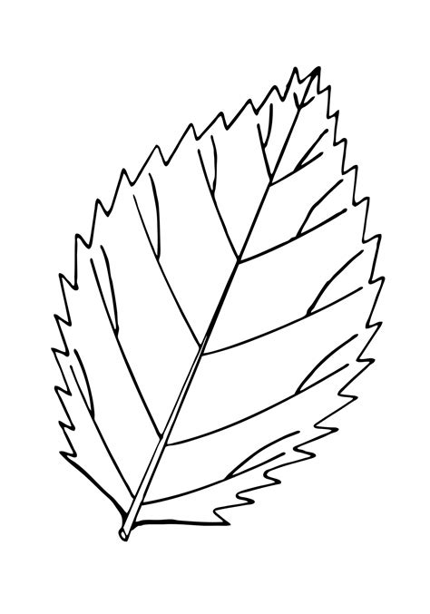 Leaf Outline Illustration Clipart Free Stock Photo - Public Domain Pictures