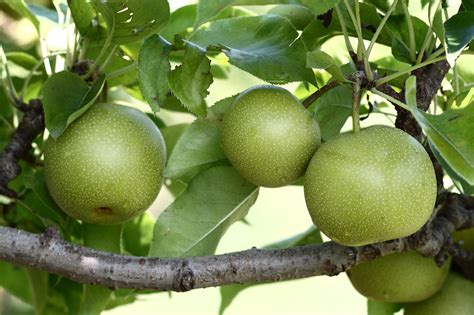 Asian Pear Facts, Health Benefits and Nutritional Value