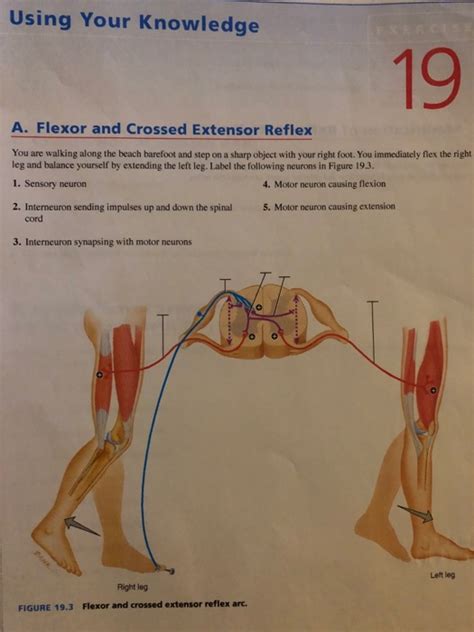 Solved Using Your Knowledge 19 A. Flexor and Crossed | Chegg.com