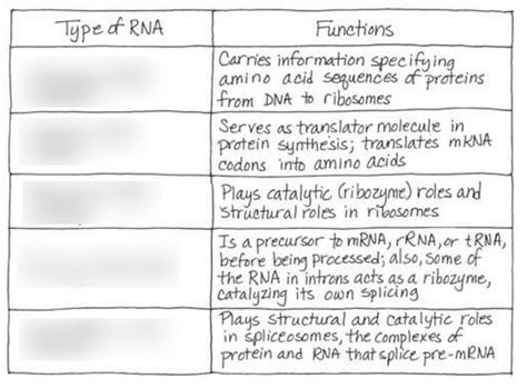 Types of RNA and Functions Diagram | Quizlet