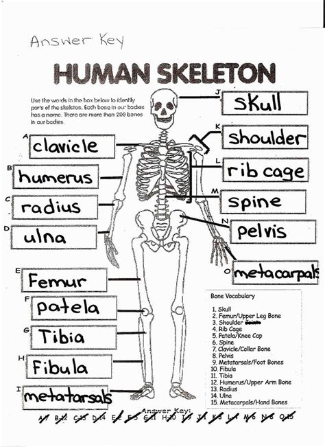 Anatomy Coloring Pages Coloring Page Free Printable Human Anatomy Coloring Pages ...