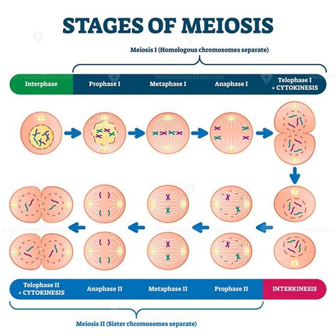 Stages of meiosis vector illustration. Labeled cell division process explanation scheme from ...