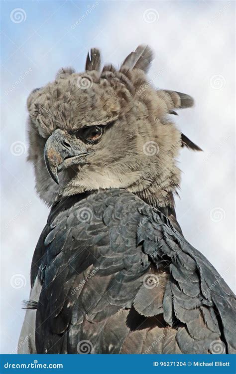 Harpy Eagle stock photo. Image of face, brown, glide - 96271204